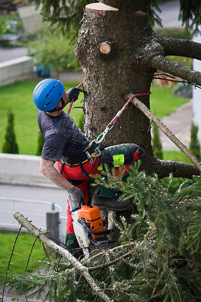 Best Tree Fertilization Services  in Escatawpa, MS